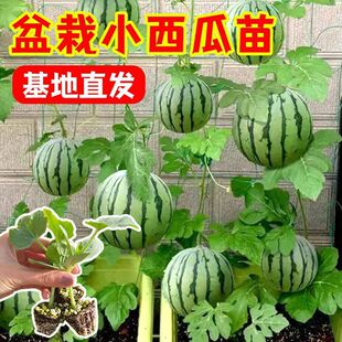 С�����������ӷN�����������������ϷN���̨�Nֲ����Nֲ������