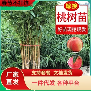 һ�����l�޽��Ҙ����ˮ�����\���S����Ѫ�Һ������ϱ����Nֲ���