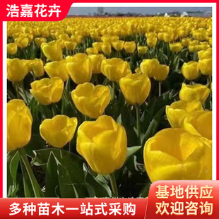 Tulip Seedlings, Hole Pot Seedlings, Park Garden Flower Sea Project Tulips, Qingzhou Tulip Flower Base