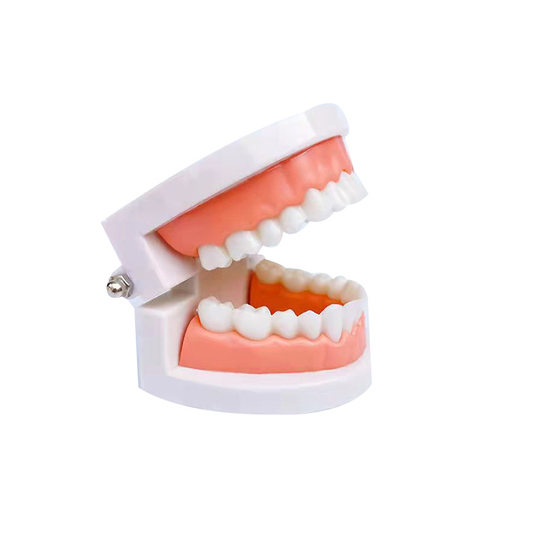 Dental teaching model children's brushing teaching model teeth whitening practice model practice teaching model