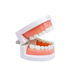 Dental teaching model children's brushing teaching model teeth whitening practice model practice teaching model