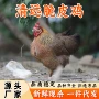 新鲜桑拿生鲜脆皮鸡鸡