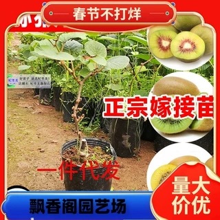 一件代发猕猴桃树果苗红心黄心徐香弥猴桃公母同株南北方奇异果猕