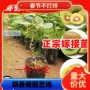 公母果苗弥猴桃