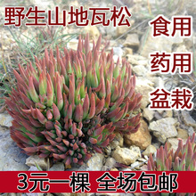 瓦松多肉药用食用盆栽野生入药植物镇叶丽松