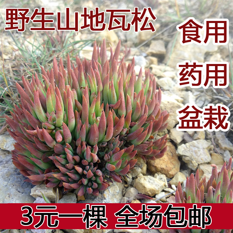 瓦松多肉药用食用盆栽野生入药植物镇叶丽松