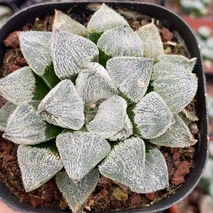 Snow Princess Ground Flour Japanese Green Plant Potted Landscape Succulent Plant Greenhouse Wholesale Agave Cactus Succulent