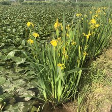 基地批发 黄菖蒲 黄花鸢尾 人工湿地水生植物 优惠价格 产地批发