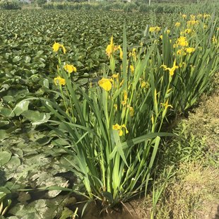 �������l �S���� �S���Sβ �˹����ˮ��ֲ�� ���݃r�� �a�����l