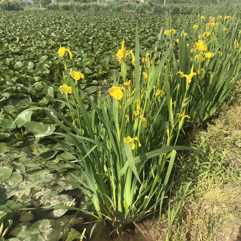 База оптом желтый аист желтый цветок ирис искусственные водно-болотные угодья водные растения льготная цена происхождение оптом