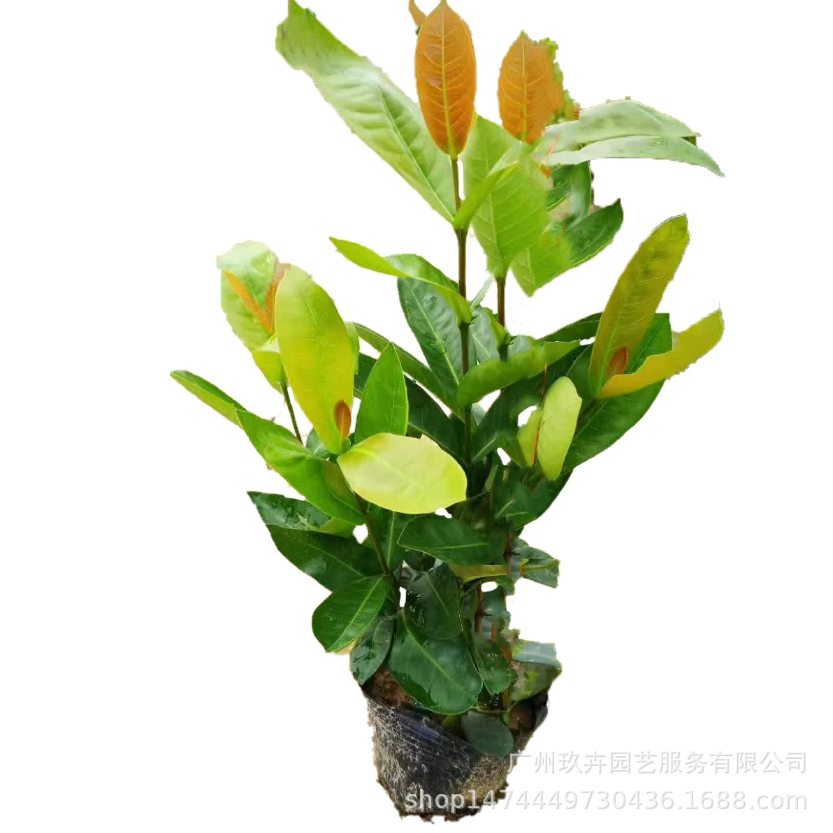 Крупнолистовой Дракон лодка цветок 7 кг мешок наземная рассада садовая цветочная клумба двор Цветок почвопокровное растение пейзаж Сад зеленое растение