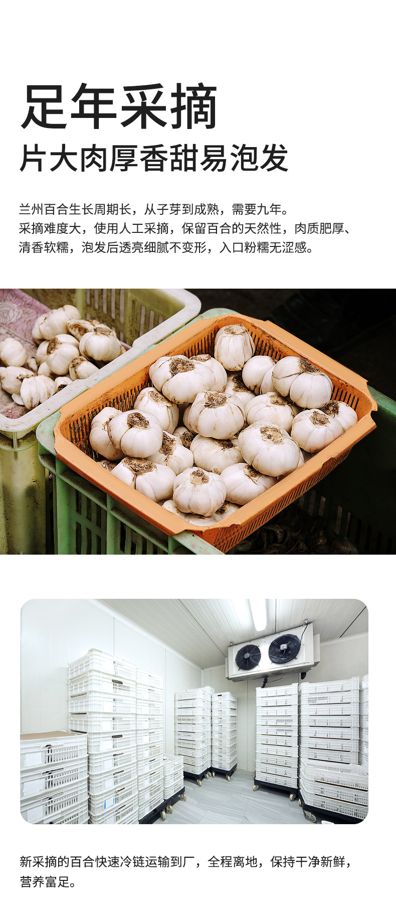 Dried Lily Bulb Bai He 百合 300g Canister Sulphur-Free Edible Slices for Soup Congee and Herbal Tea specifications