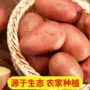 产地农家新鲜红皮土豆粉