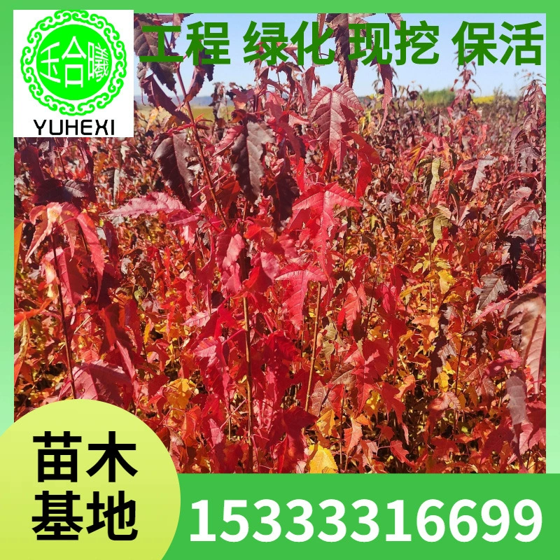 Треугольный кленовый куст, чайный клен, садовый треугольный клен, кустарный чайный клен, кустарный треугольный клен, треугольный кленовый шар.