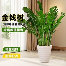 金钱树盆栽发财树绿植净化空气花卉室内绿植物客厅办公室桌面盆景