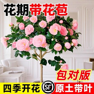 �軨���绨�ڎ�������������ֲ�ﻨ����������ͥԺ�Nֲ������B