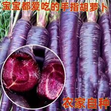 山东紫色紫玉水果胡萝卜新鲜蔬菜当季生吃花青素紫皮拇指胡萝卜