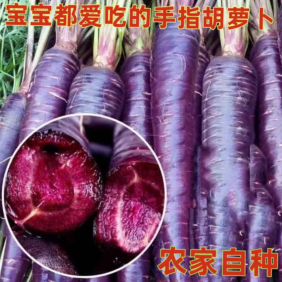 山东紫色紫玉水果胡萝卜新鲜蔬菜当季生吃花青素紫皮拇指胡萝卜