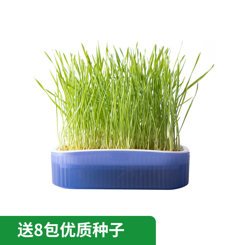 보라색(1박스 + 씨앗 8팩 포함)