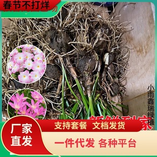 ���ֱ�l�L���m�N���ذꌦ����m ��ɏ�²��m�������N��ͥԺ����