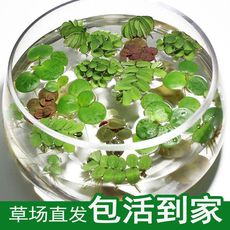 鱼缸水草植物牡丹浮萍水芙蓉类水培浮性活体真景观造景阳台