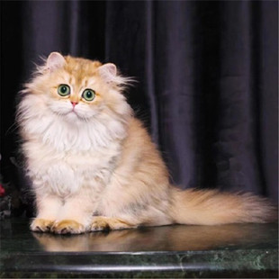 Чистая порода Золотой метр из кошек Long Mao Golden Doudou Live NY12 NY11 NY25 British Коротко -хрупкий кот кошка