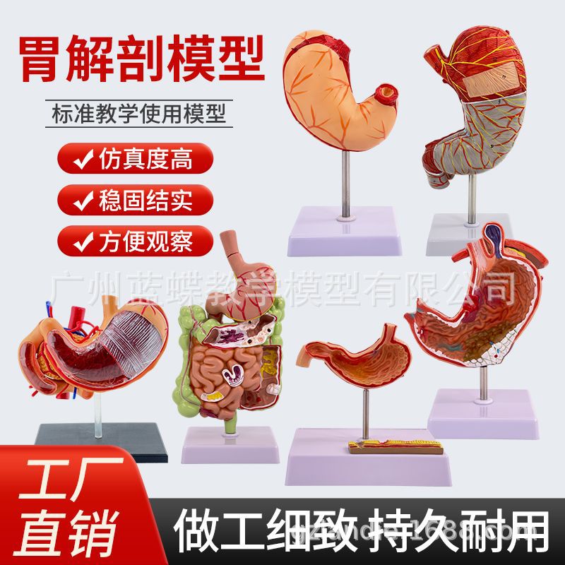 ������θģ������θ�봩�ײ�̬θģ��������θ��״�����������