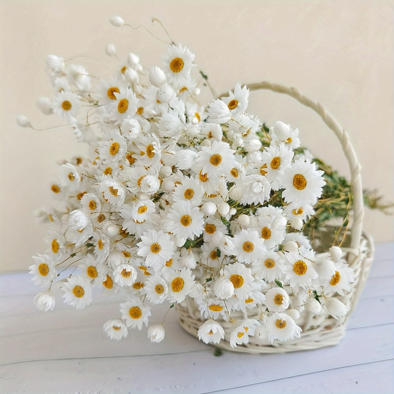 Ludan Bird, Ludans Dried Flowers, Daisies, Chamomile, Living Room Dining Table Flowers, Everlasting Flowers, Home Decoration, Vase Flower Arrangement Ludan Bird, Ludans Dried Flowers, Daisies, Chamomile, Living Room Dining Table Flowers, Everlasting Flowers, Home Decoration, Vase Flower Arrangement