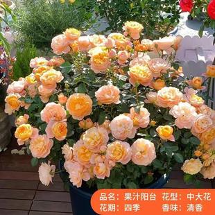 ��֭�̨�¼����玧���������ļ��_��õ���ش�ͥԺ�̨����ֲ��