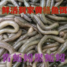 ���I����Ұ��������r���D��~�D�����Ұ឴��������S�X�~���~