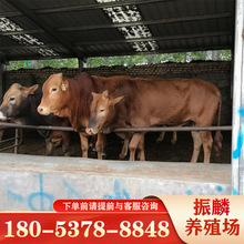 湖南长沙肉牛养殖场 邵阳肉牛养殖场 永州鲁西黄牛肉牛犊