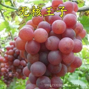 �t��������޽���t�������ј������Թ���������ļ��Nֲ����Y��