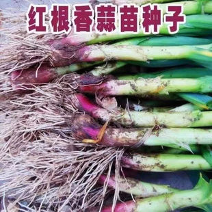 �t�^����N��һ���ļ�Ӳ�~����N�Ӽt�^�������B�m�ɷNֲ�̨����