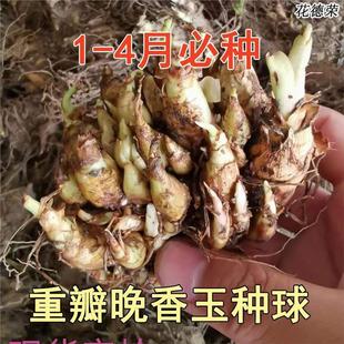 Tuberose Bulbs, Strong-Scented Double-Flowered Bulbs with Buds, Perennial Cut Flowers, Courtyard Balcony Flower Pots