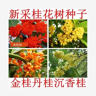 Osmanthus Seeds, Golden Osmanthus, Silver Osmanthus, Red Osmanthus, Agarwood Osmanthus, Osmanthus Tree Seeds for All Seasons, August, Champion Red Cinnabar Osmanthus