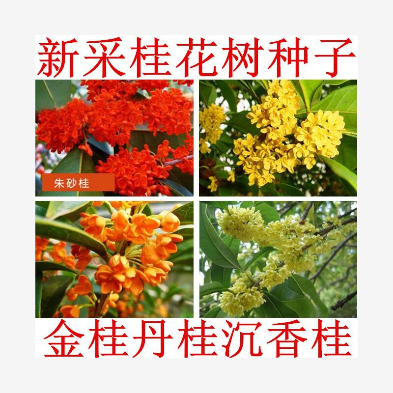 Семена османтуса, золотой османтус, серебряный османтус, красный османтус, османтус агавы, семена дерева османтуса на все времена года, август, чемпион красный омутный османтус.