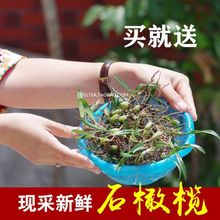 ���rʯ�ϙ��ʯ�����²�500g���]С̖�p�~�Ҝ�������ժ�^�p��؛��