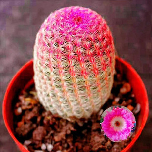 Yy Real Red Sun Cactus Potted Indoor Succulent Plant Thornless Lazy Precious Cactus Blooming Dipeng