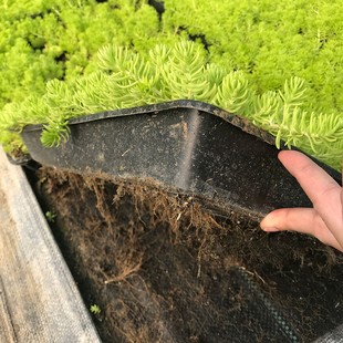Gold Buddha Grass Square Plate | Gold Buddha Grass Price | Special Lawn for Roof Greening Buddha Grass