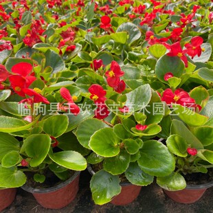 �󻨺��ı��绨����������eȺֲ���@�V���G����������������l