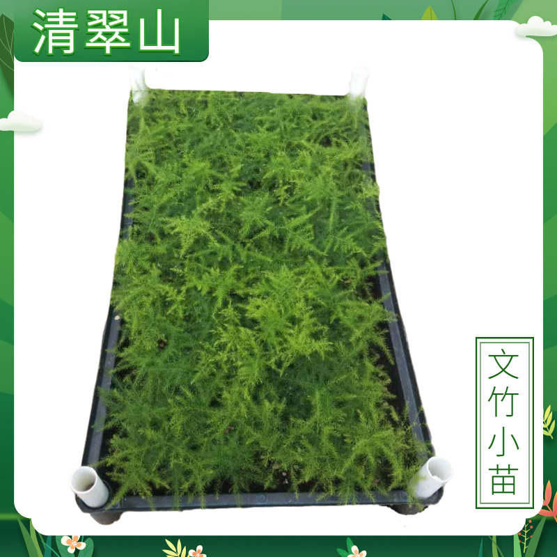 文竹小苗筛盘苗盆栽花卉室内办公室现代简约绿植四季常青水培好养