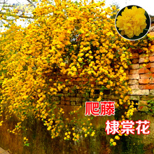 重瓣棣棠花苗盆栽耐荫爬藤攀缘花卉绿植物浓香多花耐寒四季金灿花
