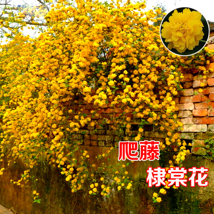 重瓣棣棠花苗盆栽耐荫爬藤攀缘花卉绿植物浓香多花耐寒四季金灿花