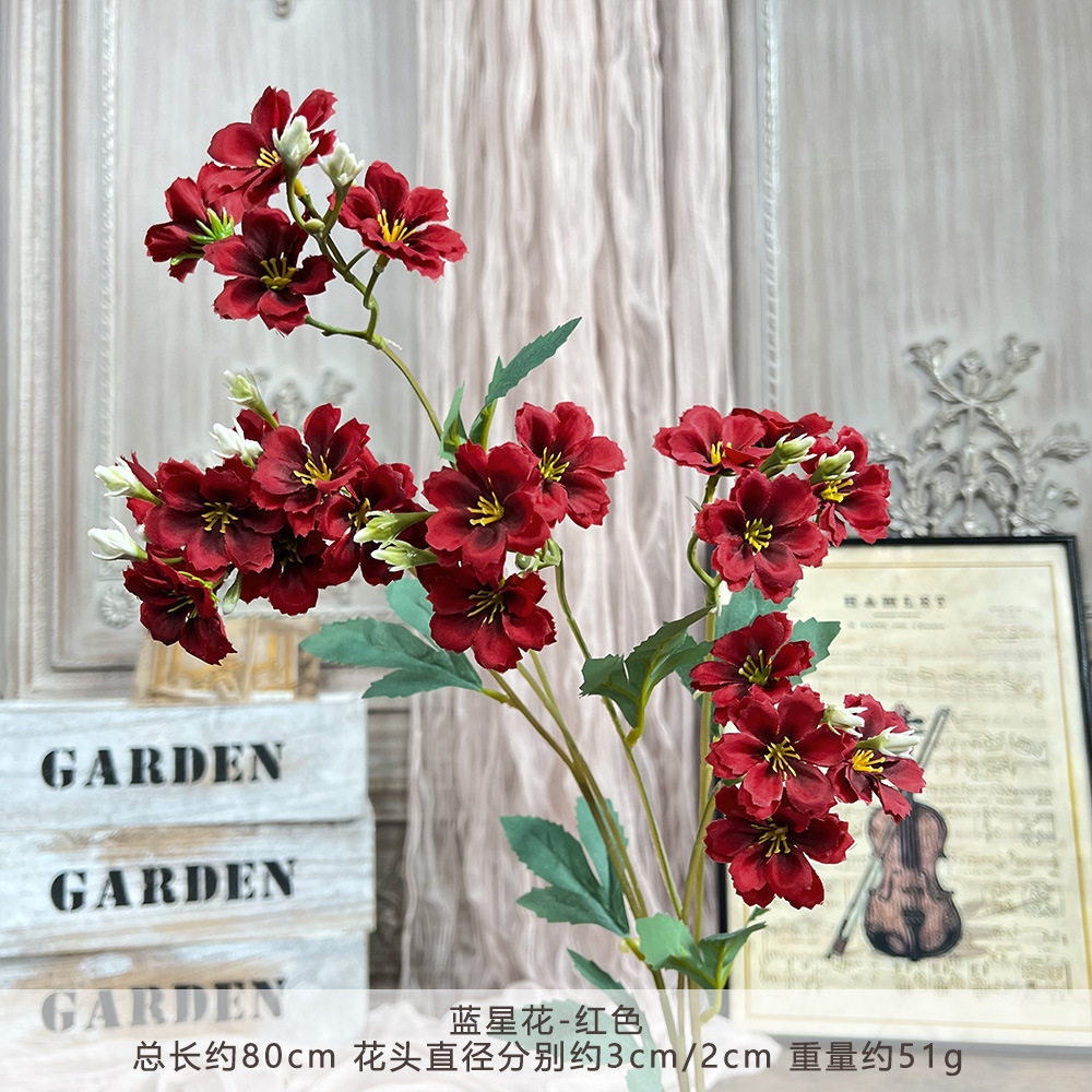 Jhgy-blue star flower-red