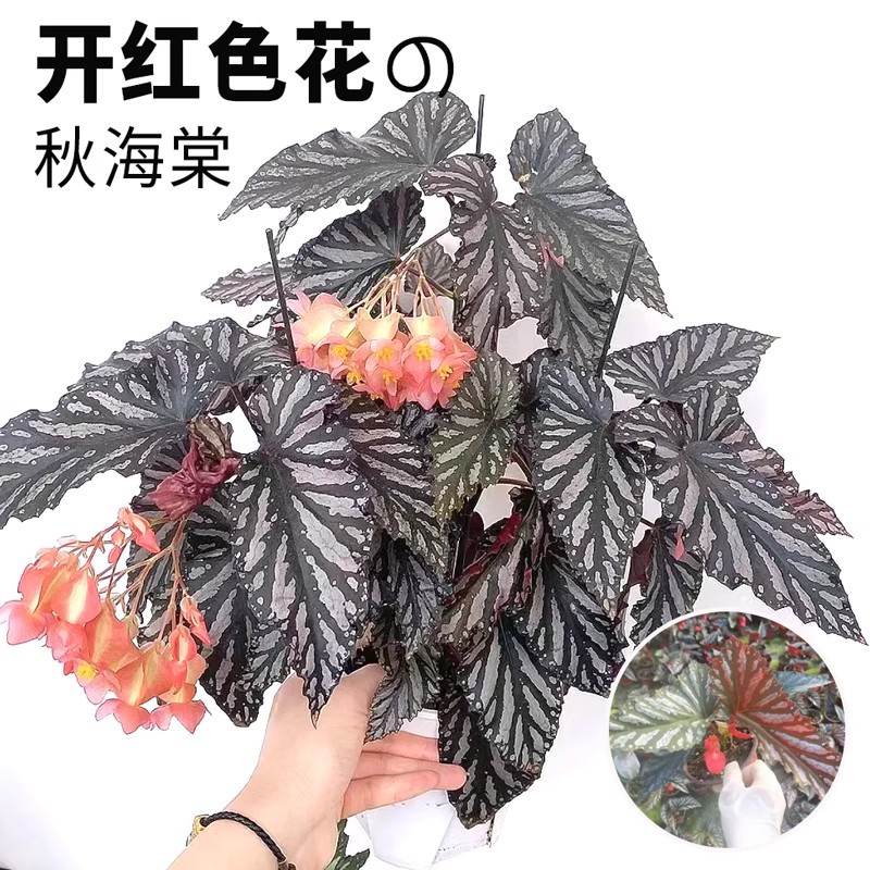 [red flowers] givenchy begonia