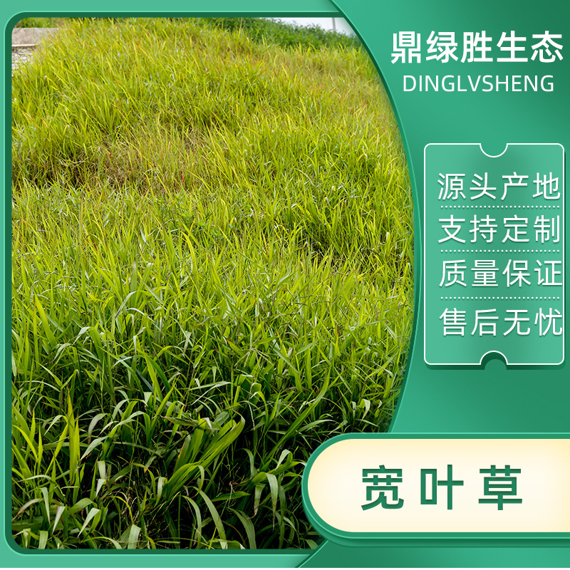 边坡矿山绿化种子宽叶雀稗大叶草本地百喜草种子宽叶草草籽批发