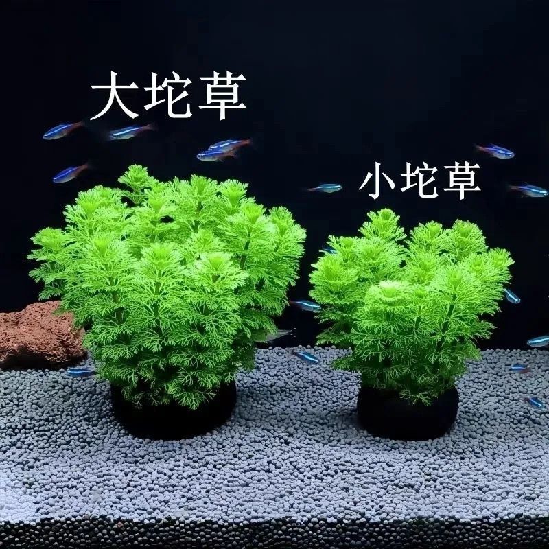 绿菊坨草增氧懒人球形水草斗鱼鱼缸造景无需底砂净化亚马逊|undefined