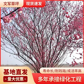 草坪;乔木;灌木