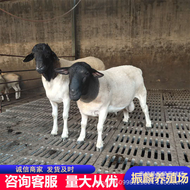 羊羔批发杜泊绵羊头胎母羊市场行情  杜泊绵羊羊羔价格
