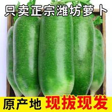 正宗山东潍坊萝卜新鲜现货清脆爽口现摘先发批发一件代发